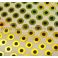Litteät tarrasilmät, Rainbowgold 4 mm