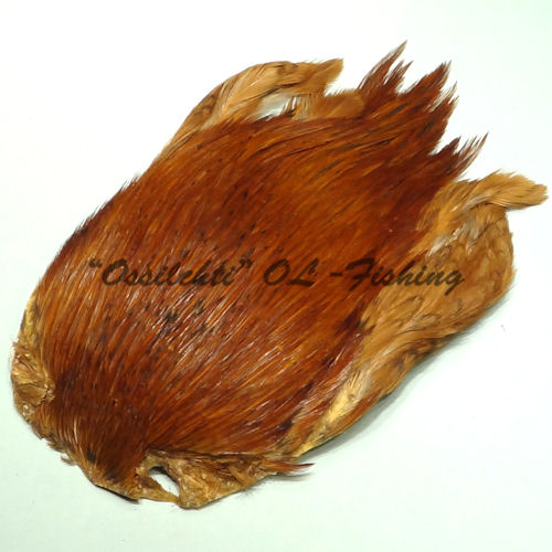 Vaimo huijareita iso musta kukko