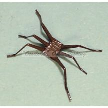3D Universal Legs 3DUL 002 Brown size XS