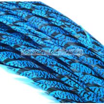 Amherst fasaanin keskuspyrstösulka, Kingfisher Blue