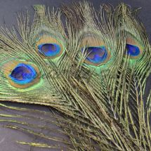 Peacock eye feather 4pcs (25 - 30 cm), unstained TFH ™