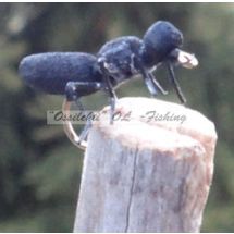 True Ant Black 2401E #14 koko Vania Flies