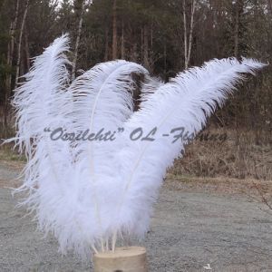 Strutsin sulka (höyhen) Valkoinen jättikoko pituus jopa 60 - 70 cm