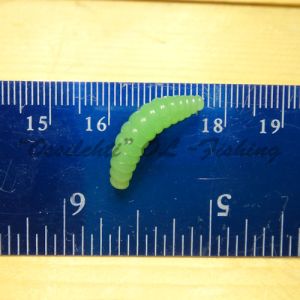 Larva Toukka Green fluoresoiva koko n. 20 mm myydään 10 kpl pussukoissa