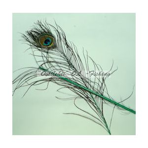 Riikinkukon värjätty silmähöyhen (35cm + alaosa) x 2, Vihreä TFH™