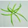 Hanhen (höyhen) biots siikaset hanhi TFH™, "Royal Green" 5kpl