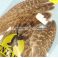 Englantilaisen peltopyyn siipipari English partridge wings