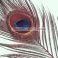 Riikinkukon värjätty silmähöyhen (35cm + alaosa) x 2, Aniliini TFH™