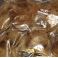 Sinisorsa höyhenet brown Mallard flank brown n. 30 - 40 kpl