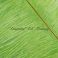 Strutsin sulka (höyhen) pyrstöhöyhen kokonainen, Chartreuse Green