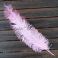 Strutsin sulka (höyhen) Baby Pink jättikoko pituus jopa 50 - 65 cm