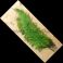 Strutsin sulka (höyhen) Bright Green jättikoko pituus jopa 50 - 60 cm