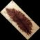 Strutsin sulka (höyhen) Brown jättikoko pituus 50 - 60 cm