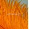 Strutsin sulka (höyhen) pyrstöhöyhen kokonainen, Iloisen Oranssi