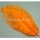 Strutsin sulka (höyhen) pyrstöhöyhen kokonainen, Iloisen Oranssi