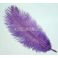 Strutsin sulka (höyhen) pyrstöhöyhen kokonainen, Purple