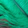 Strutsin sulka (höyhen) Vihreä jättikoko pituus 65 - 70 cm