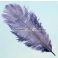 Strutsin sulka (höyhen) pyrstöhöyhen kokonainen, "Violetinharmaansininen"