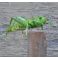 True Hopper Green 2552F #10 koko Vania Flies
